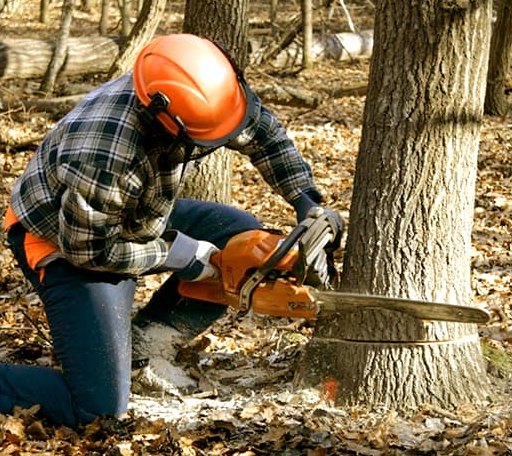 Tree Removal in Plymouth, UT